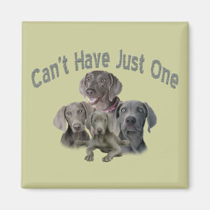 Weimaraner können nicht nur einen haben magnet