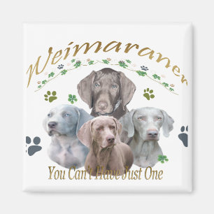 Weimaraner können nicht nur einen haben magnet