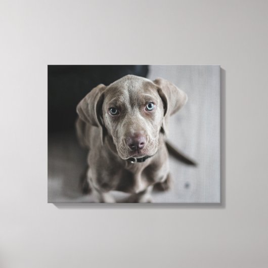 Weimaraner Leinwanddruck (Vorderseite)
