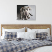 Weimaraner Leinwanddruck (Insitu (Schlafzimmer))