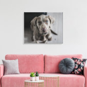 Weimaraner Leinwanddruck (Insitu (Wohnzimmer))