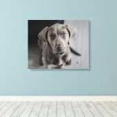 Weimaraner Leinwanddruck (Insitu (Holzboden))