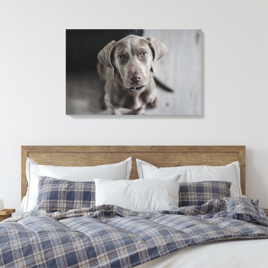 Weimaraner Leinwanddruck (Insitu (Schlafzimmer))