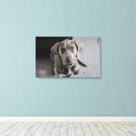 Weimaraner Leinwanddruck (Insitu (Holzboden))