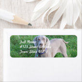 Weimaraner liebt Mailing Labels (Insitu)
