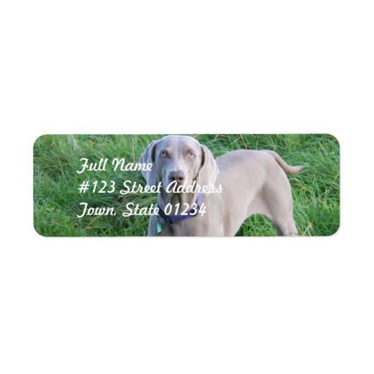 Weimaraner liebt Mailing Labels (Vorne)