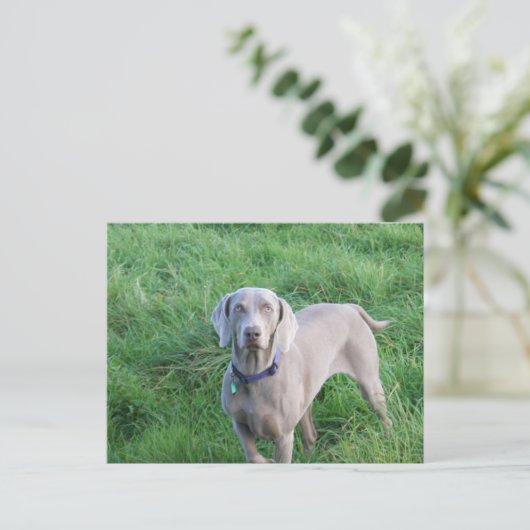 Weimaraner liebt Postkarte (Stehend Vorderseite)