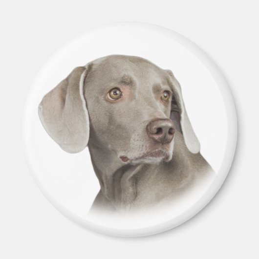 Weimaraner Magnet (Vorne)