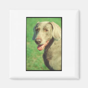 Weimaraner Magnet