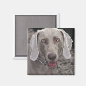 Weimaraner Magnet (Vorderseite/Rückseite)