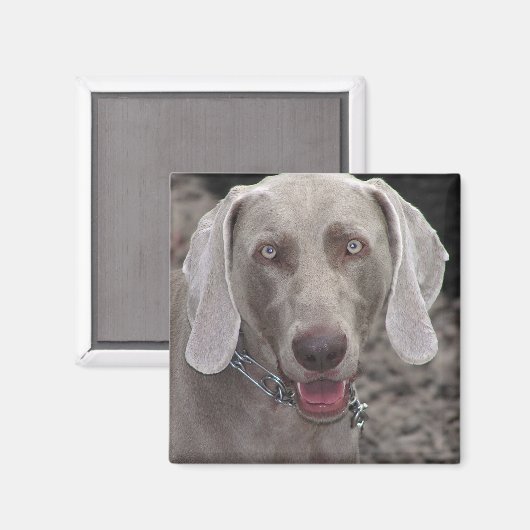 Weimaraner Magnet (Vorderseite/Rückseite)