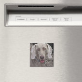 Weimaraner Magnet (In Situ (Geschirrspüler))