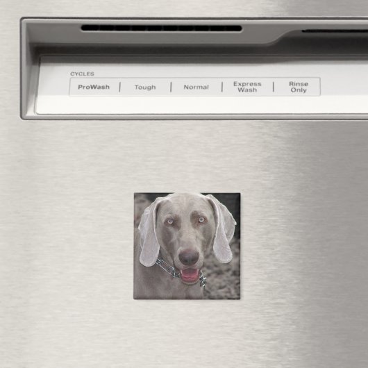 Weimaraner Magnet (In Situ (Geschirrspüler))