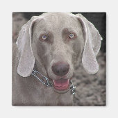 Weimaraner Magnet (Vorne)