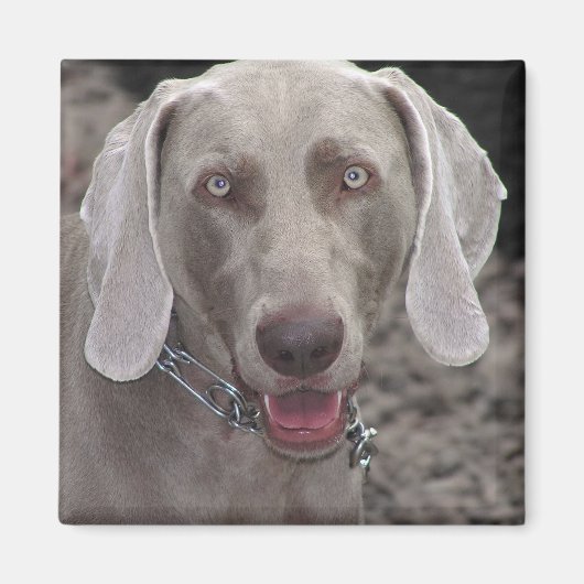 Weimaraner Magnet (Vorne)