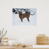 Weimaraner Männchen Hund im Winter Poster (Küche)