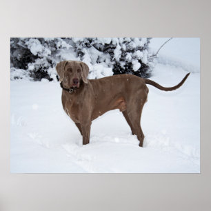 Weimaraner Männchen Hund im Winter Poster