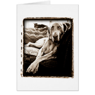 Weimaraner Nation: "Ballous Stuhl "