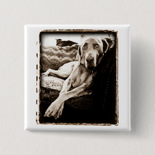 Weimaraner Nation: Ballous Stuhl Button
