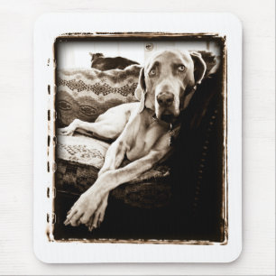 Weimaraner Nation: "Ballous Stuhl " Mousepad
