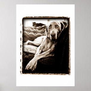 Weimaraner Nation : "Ballous-Vorsitz" Poster
