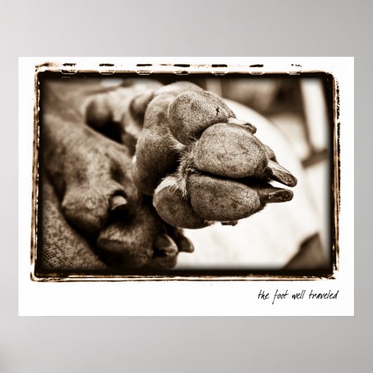 Weimaraner Nation : "Der Fuß gut gereist" Poster (Vorne)