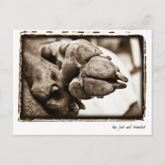 Weimaraner Nation : "Der Fuß gut gereist" Postkarte