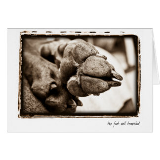 Weimaraner Nation: "Der Fuß reiste gut "