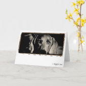 Weimaraner Nation: "Durchdachten Starren " Karte (Gelbe Blume)