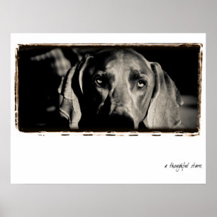 Weimaraner Nation: "Durchdachten Starren " Poster