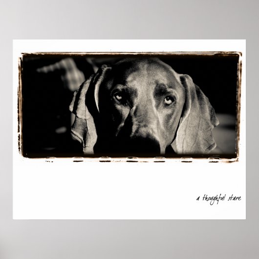 Weimaraner Nation : "Ein nachdenklicher Stare" Poster (Vorne)