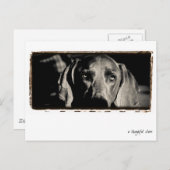 Weimaraner Nation : "Ein nachdenklicher Stare" Postkarte (Vorne/Hinten)
