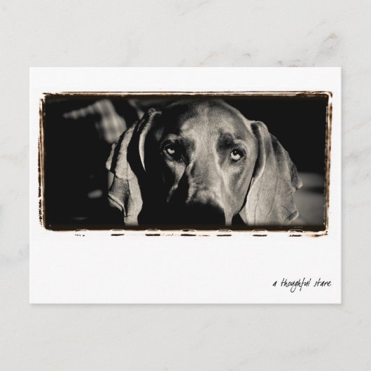 Weimaraner Nation : "Ein nachdenklicher Stare" Postkarte (Vorderseite)