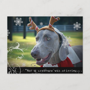 Weimaraner Nation :"Keine Kreatur rührt... Postkarte