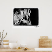 Weimaraner Nation: "The Gray Ghost"-Printwerbung Poster (Küche)