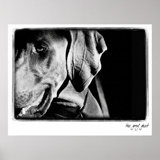 Weimaraner Nation: "The Gray Ghost"-Printwerbung Poster (Vorne)