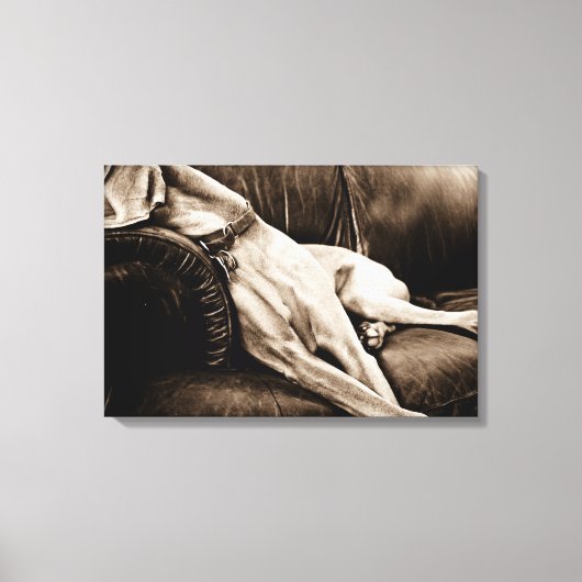 Weimaraner Nation: "Übernahme der Couch" Leinwanddruck (Vorderseite)