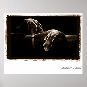 Weimaraner Nation: Weimaraner im Schatten Poster