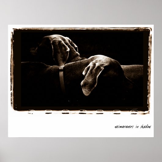 Weimaraner Nation: Weimaraner im Schatten Poster (Vorne)