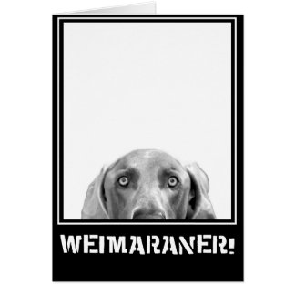 Weimaraner Nation: Weimaraner in einem Kasten!