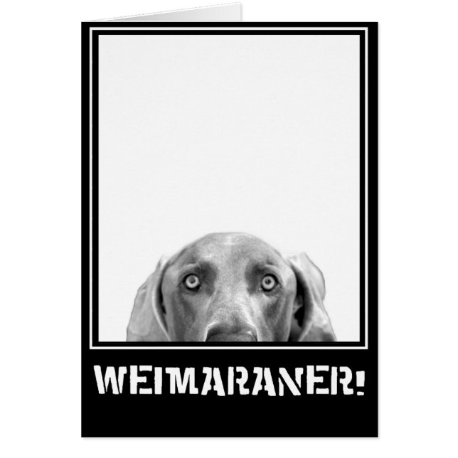 Weimaraner Nation: Weimaraner in einem Kasten! (Vorne)