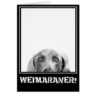 Weimaraner Nation: Weimaraner in einem Kasten!
