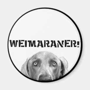 Weimaraner Nation: Weimaraner in einem Kasten! Magnet