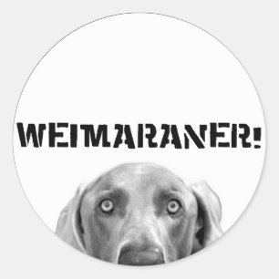 Weimaraner Nation: Weimaraner in einer Box (Kreis) Runder Aufkleber