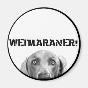 Weimaraner Nation : Weimaraner in einer Kiste! Magnet