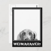 Weimaraner Nation: Weimaraner in einer Kiste! Postkarte (Vorne/Hinten)