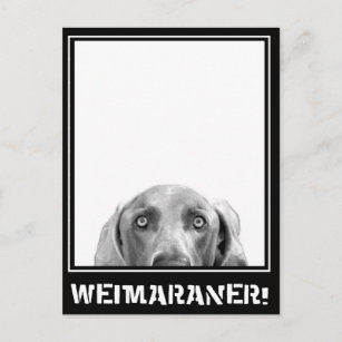 Weimaraner Nation: Weimaraner in einer Kiste! Postkarte