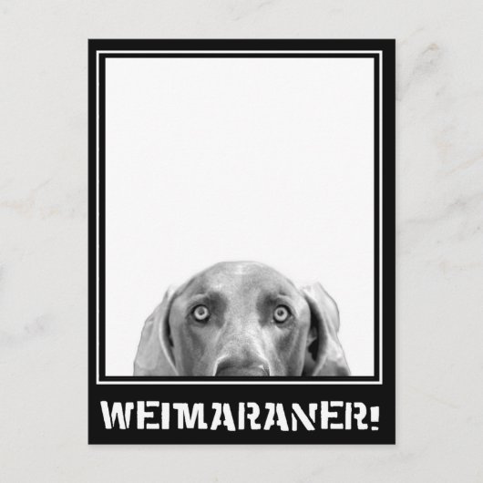 Weimaraner Nation: Weimaraner in einer Kiste! Postkarte (Vorderseite)