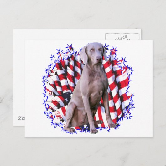 Weimaraner Patriot Postkarte (Vorne/Hinten)