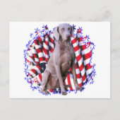 Weimaraner Patriot Postkarte (Vorderseite)